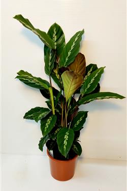 Calathea